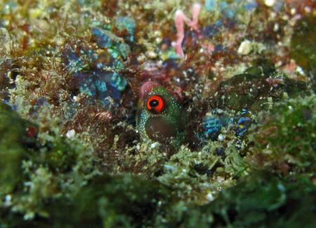 Herradura Divers,Costa Rica