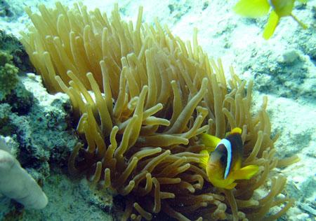 Mermaid Divers,Marsa Alam (Nada Resort),Marsa Alam und südlich,Ägypten