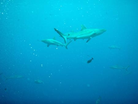 Yap Divers,Manta Ray Bay Hotel,Yap,Mikronesien