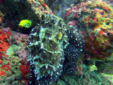 Paradise Diving Bali,Bali,Indonesien
