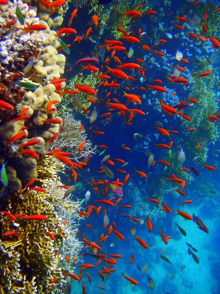 Beachsafari Diving Camp Marsa Alam,Marsa Alam und südlich,Ägypten