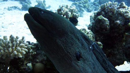 Paradise Divers,Sol y Mar Hotel,Safaga,Ägypten