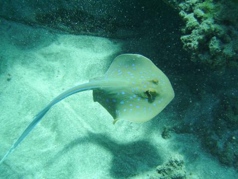 Beachsafari Diving Camp Marsa Alam,Marsa Alam und südlich,Ägypten