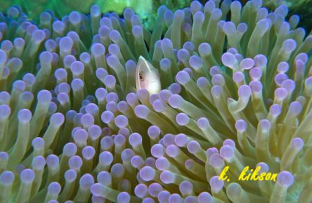 Calypso Diving,Koh Samui,Golf von Thailand,Thailand