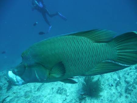 Rasdhoo Atoll Divers,Kuramathi,Malediven