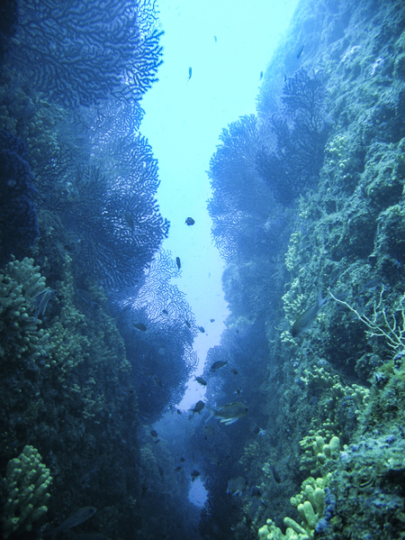 Dive Planet Cavo (ex Cavo Diving),Cavo,Elba,Italien