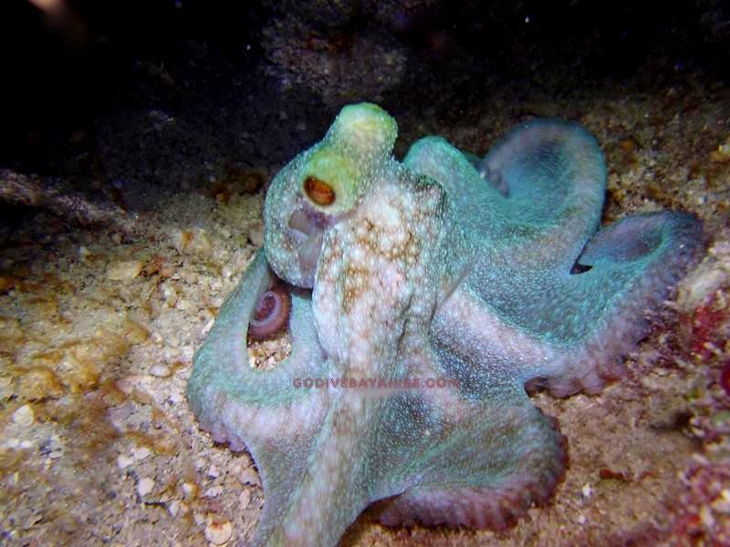 Octopus, GO DIVE Bayahibe, Dominikanische Republik