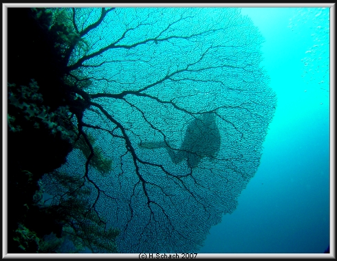 Ocean Hunter I, Palau und Yap allgemein,Palau