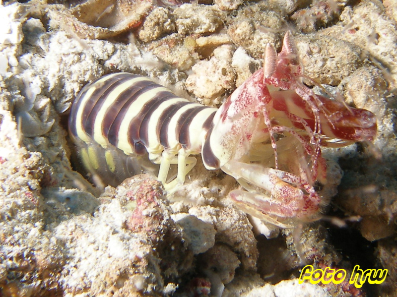 Moalboal, Moalboal & Malapascua,Philippinen,Fangschrecken,Heuschreckenkrebs (Stomatopoda)