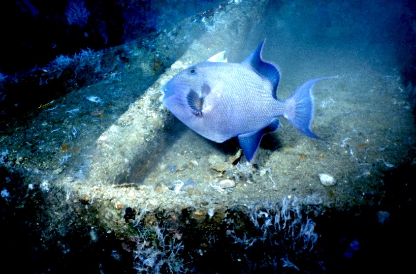 Safaga, Safaga - allgemein,Ägypten