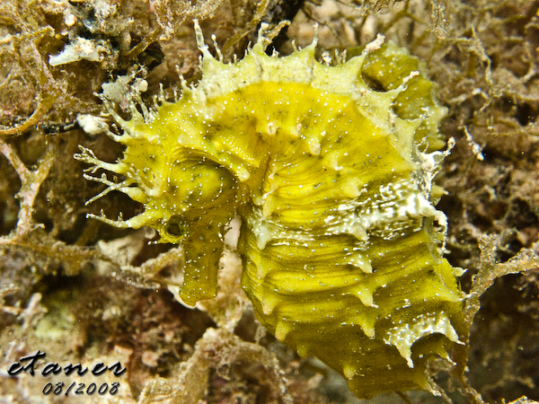 Hausbucht Scuba Valdaliso, Rovinj, Rovinj,Kroatien