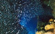 Cuba-Divers,Guardalavaca,Kuba