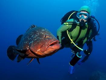 Madeira - Zackenbarsch