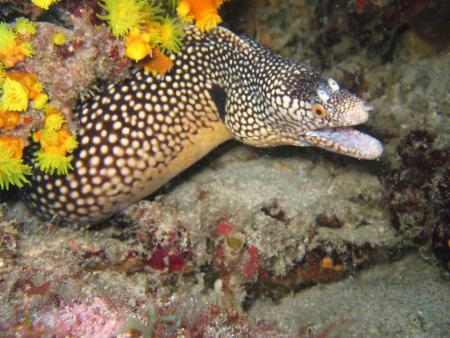 Stingray Dive,Sal,Kap Verde