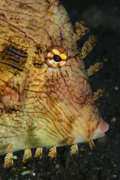 Lembeh strait, Lembeh Strait,Nord Sulawesi,Indonesien