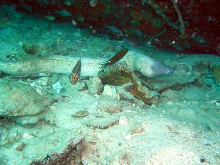 Calypso Diving,Koh Samui,Golf von Thailand,Thailand