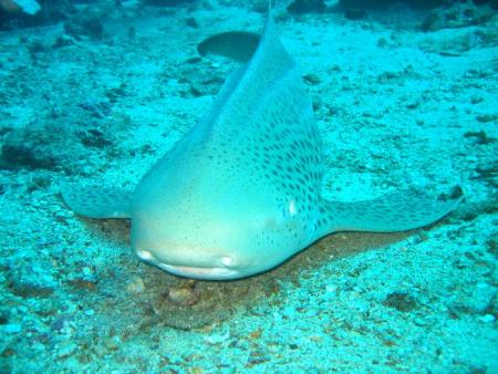 Poseidon Dive Center,Krabi / Ao Nang,Andamanensee,Thailand