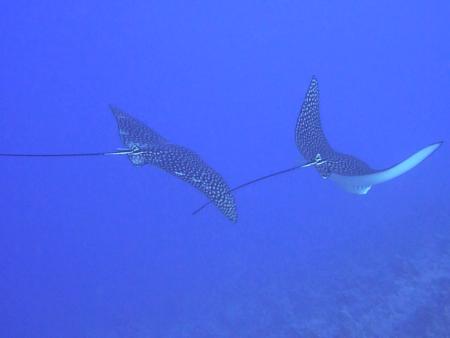 Beachsafari Diving Camp Marsa Alam,Marsa Alam und südlich,Ägypten