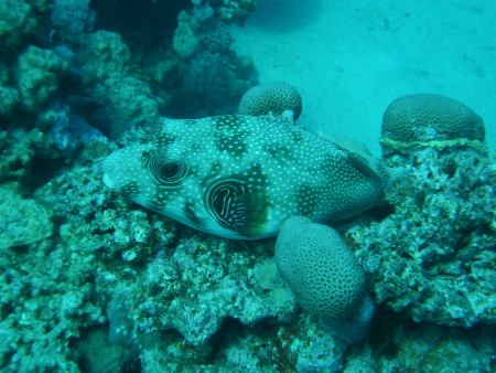 diving.DE el Flamenco,El Quseir bis Port Ghalib,Ägypten