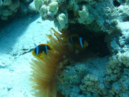 Dive Connection,El Gouna,Hurghada,Ägypten