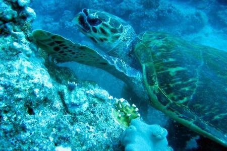 SeaMax Diving Center,Sharm el Sheikh,Sinai-Süd bis Nabq,Ägypten