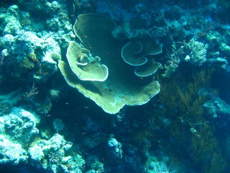 Elphinstone Reef (Marsa Alam),Ägypten