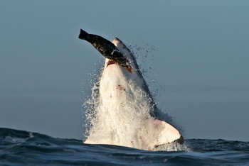 Ein Weißer Hai mit einer Robbe als Jagdbeute - © Morne Hardenberg (Shark Explorers)