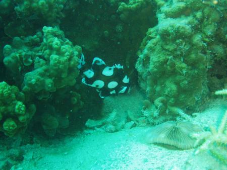 Calypso Diving,Koh Samui,Golf von Thailand,Thailand