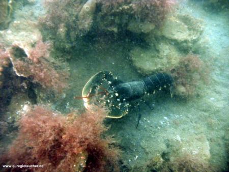 Grevelinger Meer: Tauchplatz Koppeltje,Niederlande