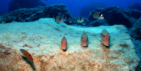 Scuba Activa,San Telmo,Mallorca,Balearen,Spanien