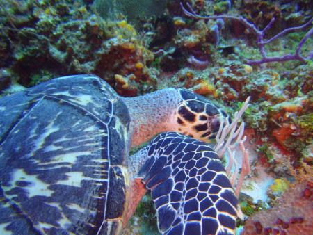 Planet Scuba Mexico,Mexiko