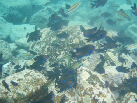Ecological Divers,Kanarische Inseln,Spanien