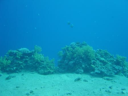 Sinai Dive Club,Sharks Bay,Sharm el Sheikh,Sinai-Süd bis Nabq,Ägypten