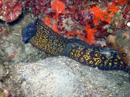 Dive & Fun,Cala D´Or,Mallorca,Balearen,Spanien