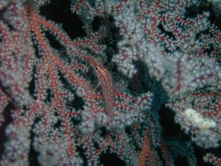 Smart Divers,Mabul,Malaysia