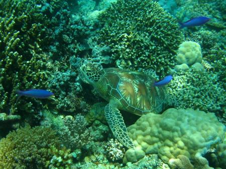 Dugong Dive Center,Dimakya Island,Busuanga,Philippinen