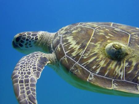 Beachsafari Diving Camp Marsa Alam,Marsa Alam und südlich,Ägypten