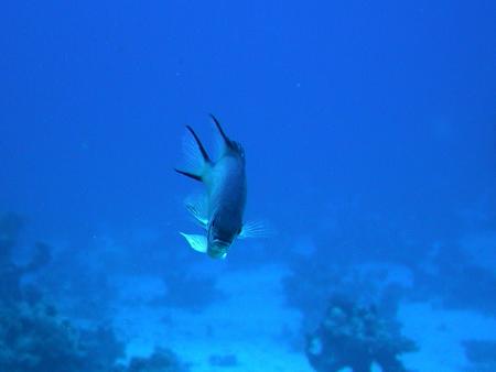 Bavaria Blue Diving,Hurghada,Ägypten