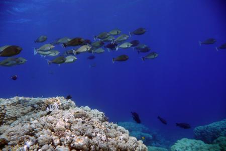 Ducks Dive Center,Mangrove Bay,El Quseir,El Quseir bis Port Ghalib,Ägypten