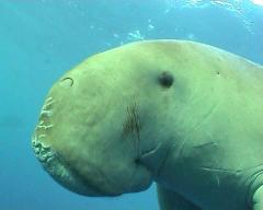 Beachsafari Diving Camp Marsa Alam,Marsa Alam und südlich,Ägypten