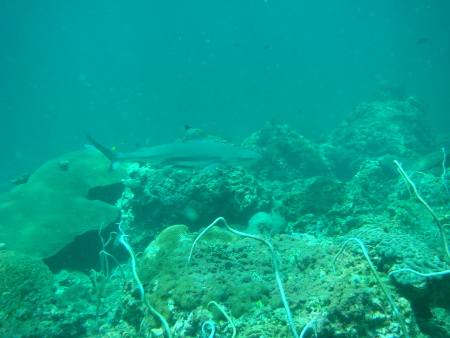 Moskito Diving,Koh Phi Phi,Andamanensee,Thailand