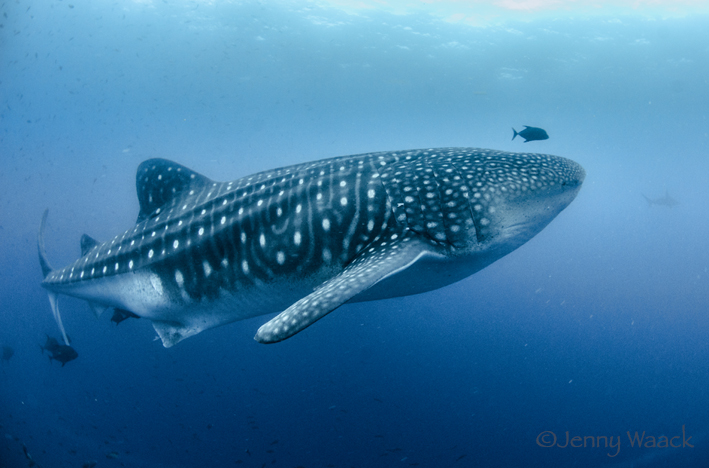 Sehr nahe Begegnung mit dem größten Hai der Welt - dem Walhai, Galapagos, Ecuador, Tauchsafari, Tauchen, Hai, Walhai, Hai Schutz & Forschung, Galapagos Shark Diving