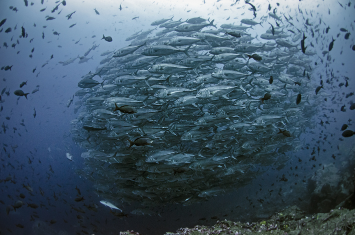 Großer Schwarm von Stachelmakrelen in Darwin Arch, Galapagos, Tauchen, Tauchsafari, Stachelmakrele, Darwin Arch, Galapagos Shark Diving, Ecuador