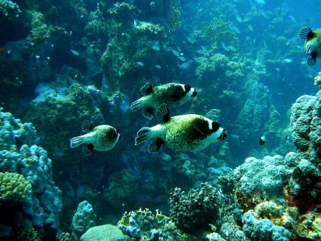 Beachsafari Diving Camp Marsa Alam,Marsa Alam und südlich,Ägypten