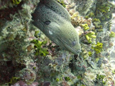 Dream Team Divers,Ya Nui,Phuket,Andamanensee,Thailand