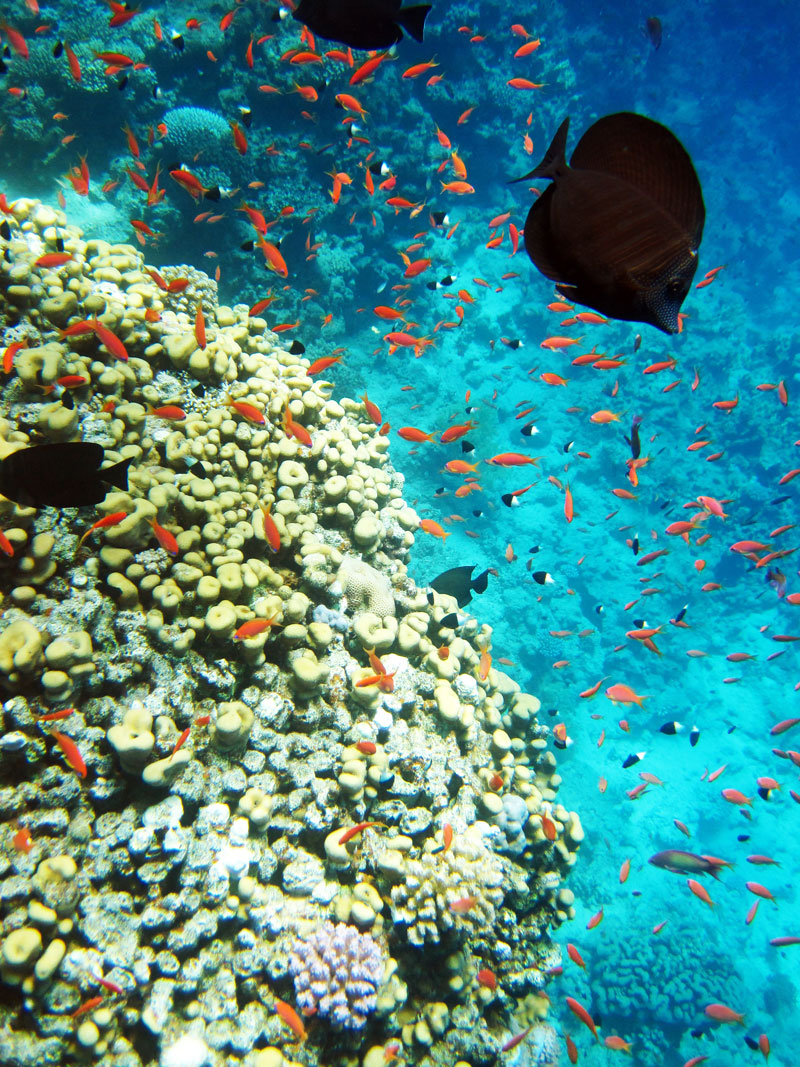 Amphoras: Walhaie, Manta`s uvm., Amphoras Lokal - Sharm el Sheikh,Ägypten