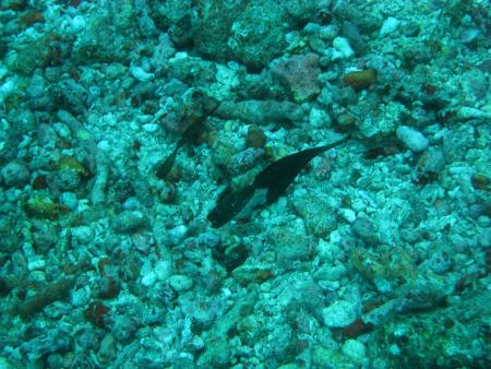 Taveuni Ocean Sports,Taveuni,Fidschi