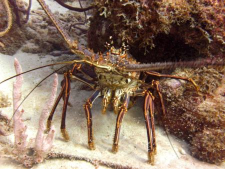 Discover Diving Lagun,Curaçao,Niederländische Antillen