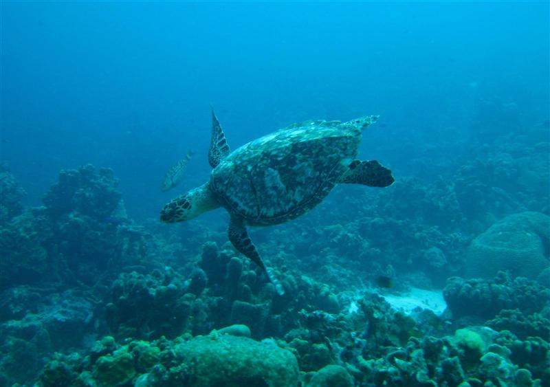Curacao, Curacao,Curaçao,Niederländische Antillen,Karettschildkröte