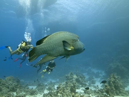 Baracuda DC,Lahami Bay,Marsa Alam und südlich,Ägypten